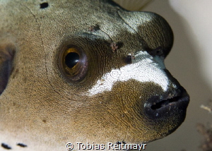 Dog pufferfish, Seraya, Bali by Tobias Reitmayr 
